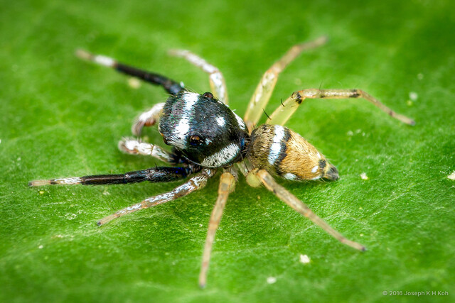 "Phintella" lepidus•&copy; Joseph K H Koh•All Rights Reserved♂, Adult, Habitus, Dorsal