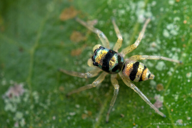 "Phintella" vittata•&copy; Nicky Bay•All Rights Reserved♂, Adult, Habitus, Dorsal