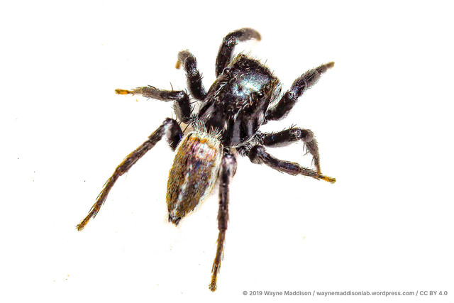 Phlegra sp. "Glossy"•&copy; Wayne Maddison•CC BY 4.0♂, Adult, Habitus, Dorsal