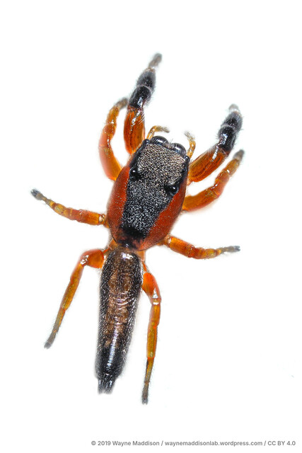 Piranthus api•&copy; Wayne Maddison•CC BY 4.0♀, Adult, Habitus, Dorsal