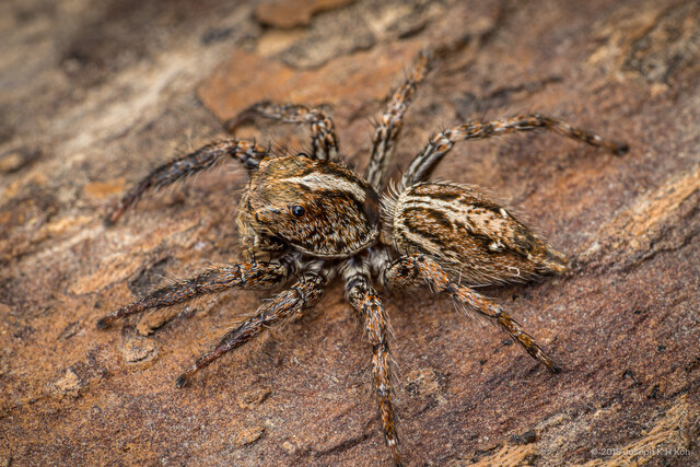 Plexippus paykulli•&copy; Joseph K H Koh•All Rights Reserved♂, Adult, Habitus, Dorsal