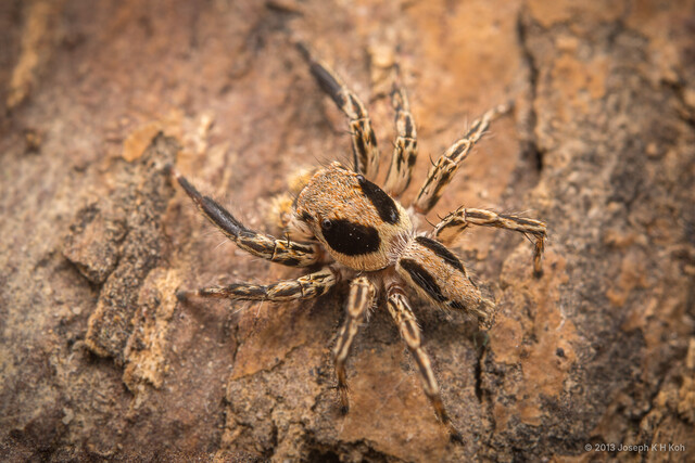 Plexippus petersi•&copy; Joseph K H Koh•All Rights Reserved♂, Adult, Habitus, Dorsal