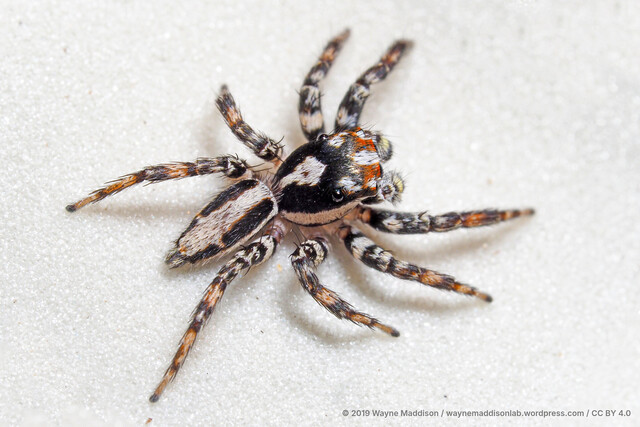 Plexippus setipes•&copy; Wayne Maddison•CC BY 4.0♂, Adult, Habitus, Dorsal