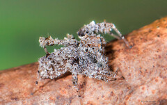 Portia sp. "Pale Sarawak"