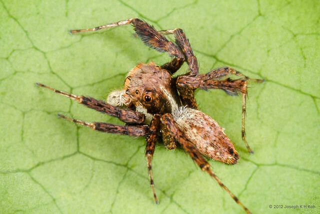 Portia crassipalpis•&copy; Joseph K H Koh•All Rights Reserved♂, Adult, Habitus, Dorsal