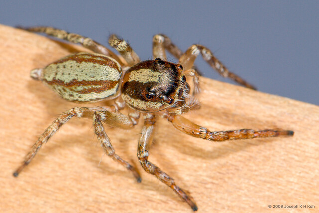 Pristobaeus sp. "Wide-jaw House"•&copy; Joseph K H Koh•All Rights Reserved♀, Adult, Habitus, Dorsal