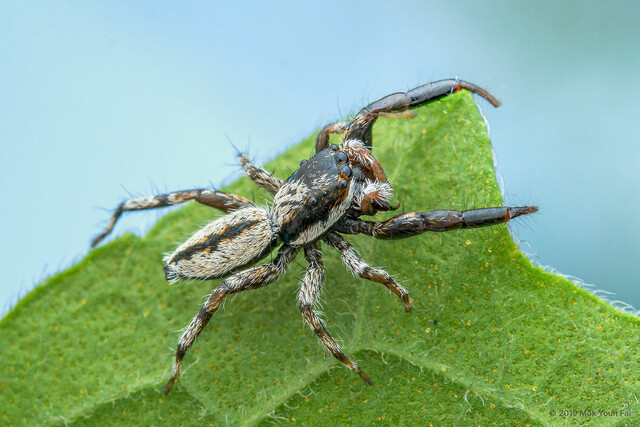 Psenuc nuclearis•&copy; Mok Youn Fai•All Rights Reserved♂, Adult, Habitus, Dorsal