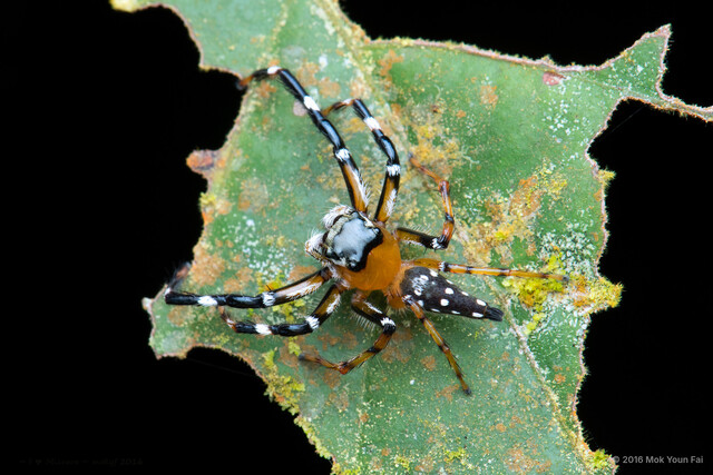 Pseudamycus albomaculatus•&copy; Mok Youn Fai•All Rights Reserved♂, Adult, Habitus, Dorsal