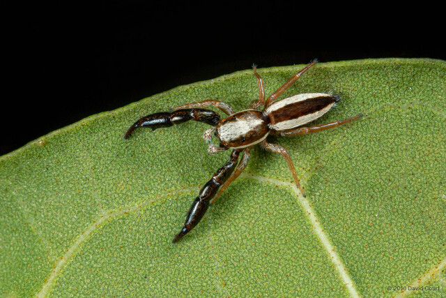 Pseudicius decemnotatus•&copy; David Court•All Rights Reserved♂, Adult, Habitus, Dorsal