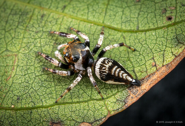 Ptocasius weyersi•&copy; Joseph K H Koh•All Rights Reserved♀, Adult, Habitus, Dorsal