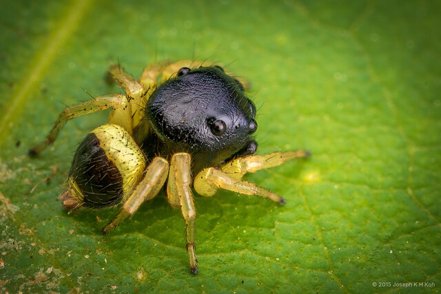 Pystira ephippigera•&copy; Joseph K H Koh•All Rights Reserved♂, Adult, Habitus, Dorsal