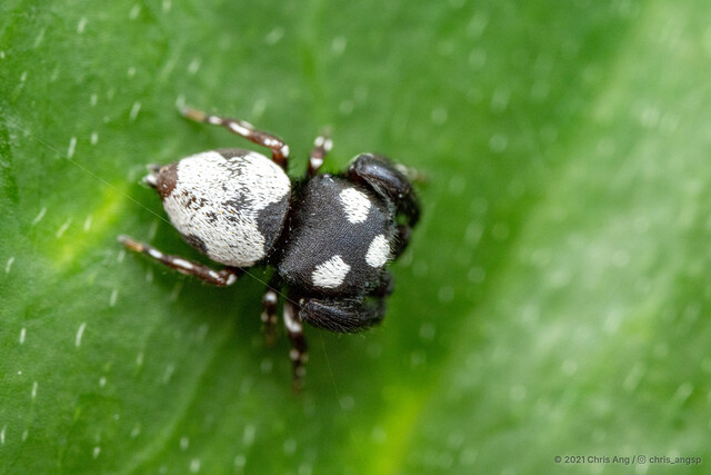 Rhene sp. "Domino Flat-headed"•&copy; Chris Ang•All Rights Reserved♂, Adult, Habitus, Dorsal