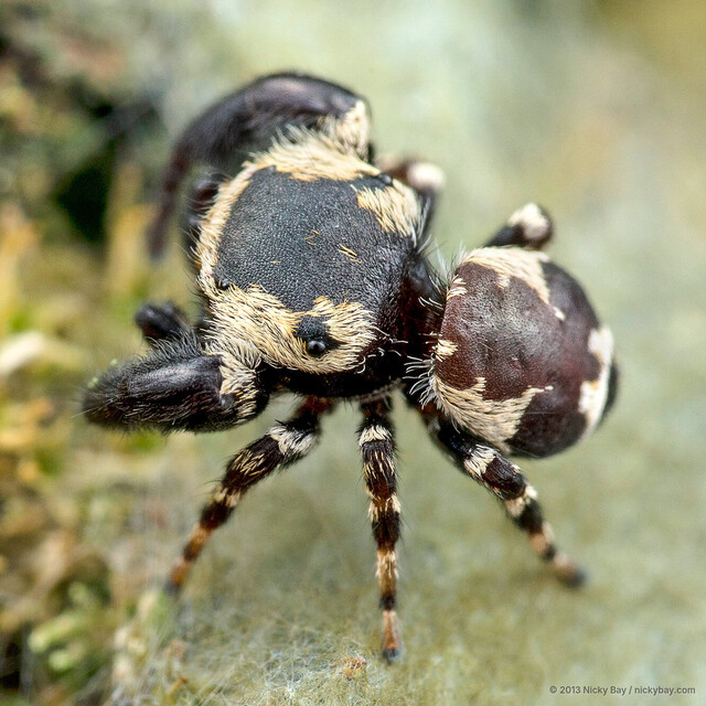 Rhene flavigera•&copy; Nicky Bay•All Rights Reserved♂, Adult, Habitus, Dorsal