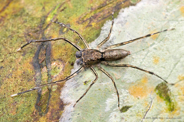 Spartaeus spinimanus•&copy; Nicky Bay•All Rights Reserved♂, Adult, Habitus, Dorsal