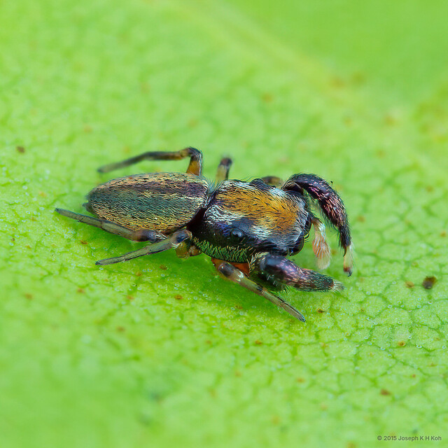 Stergusa sp. "Kaleidoscope Bug"•&copy; Joseph K H Koh•All Rights Reserved♂, Adult, Habitus, Dorsal