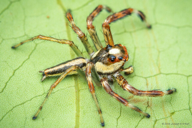 Telamonia dimidiata•&copy; Joseph K H Koh•All Rights Reserved♂, Adult, Habitus, Dorsal