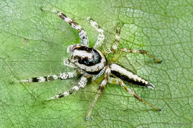 Telamonia festiva•&copy; Joseph K H Koh•All Rights Reserved♂, Adult, Habitus, Dorsal