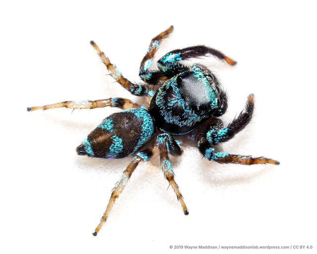Thiania sp. "Blue-and-black"•&copy; Wayne Maddison•CC BY 4.0♂, Adult, Habitus, Dorsal
