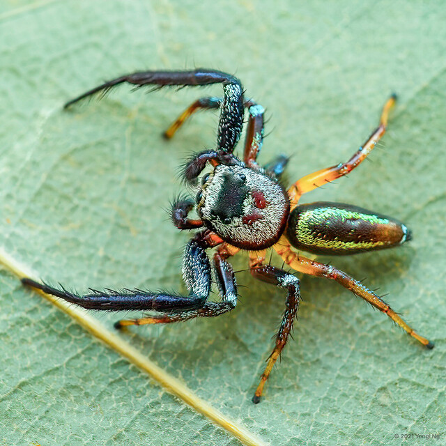 Thiania sp. "U-Pin"•&copy; Yongi Ng•All Rights Reserved♂, Adult, Habitus, Dorsal