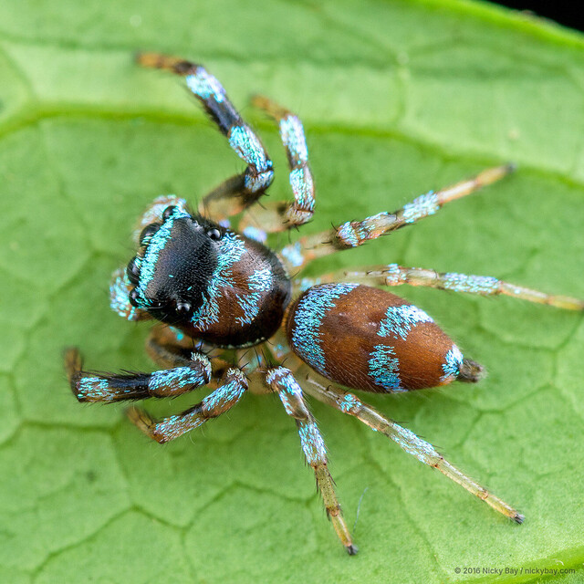 Thiania bhamoensis•&copy; Nicky Bay•All Rights Reserved♂, Adult, Habitus, Dorsal