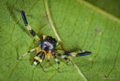 Thiania latefasciata (Simon, 1877)
