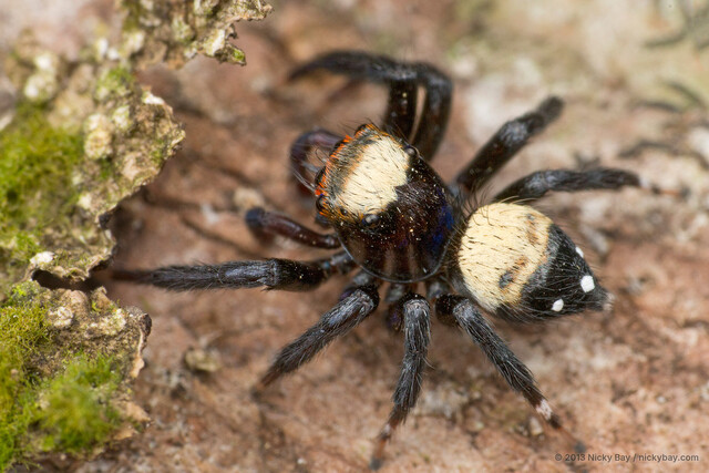 Thorelliola ensifera•&copy; Nicky Bay•All Rights Reserved♂, Adult, Habitus, Dorsal