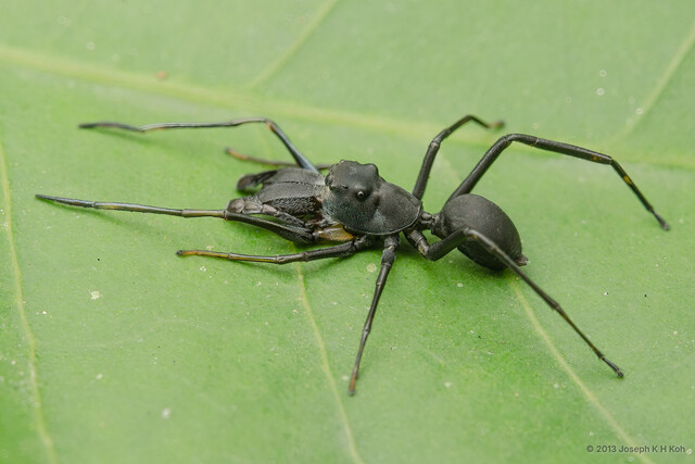 Toxeus maxillosus•&copy; Joseph K H Koh•All Rights Reserved♂, Adult, Habitus, Dorsal