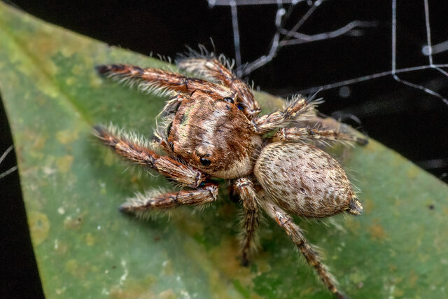 Vailimia sp. "Mottled Coppery"•&copy; Nicky Bay•All Rights Reserved♂, Adult, Habitus, Dorsal
