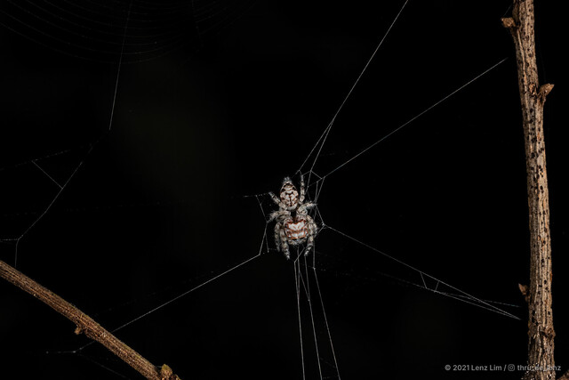 Vailimia sp. "Sleeping Beauty"•&copy; Lenz Lim•All Rights Reserved♀, Adult, Habitus, Dorsal, Web