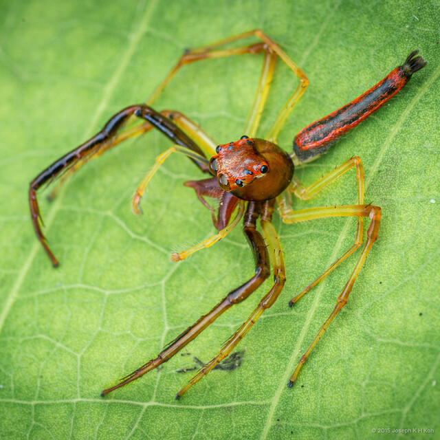 Viciria pavesii•&copy; Joseph K H Koh•All Rights Reserved♂, Adult, Habitus, Dorsal