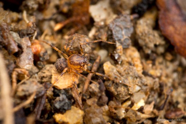 Scytodidae sp. "Common Leaf Litter"•&copy; Joseph K H Koh•All Rights Reserved♀, Adult, Habitus, Dorsal