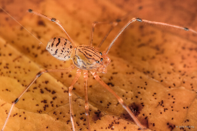 Dictis sp. "Black-eyed"•&copy; Paul Ng•All Rights Reserved♂, Adult, Habitus, Dorsal