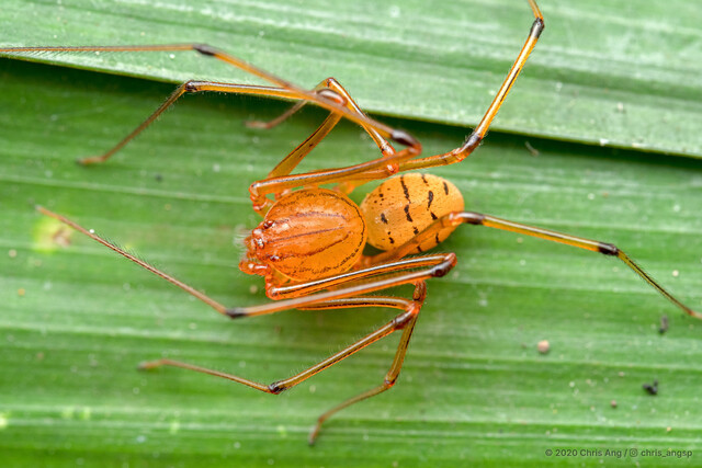 Dictis sp. "Common Scrub"•&copy; Chris Ang•All Rights Reserved♂, Adult, Habitus, Dorsal
