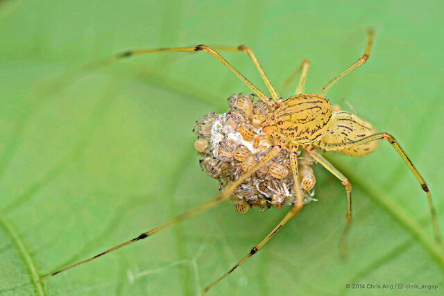 Scytodes sp. "Black Pepper"•&copy; Chris Ang•All Rights Reserved♀, Adult, Habitus, Dorsal, Spiderlings