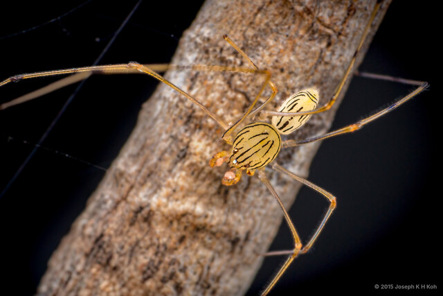 Scytodes pallida•&copy; Joseph K H Koh•All Rights Reserved♂, Adult, Habitus, Dorsal