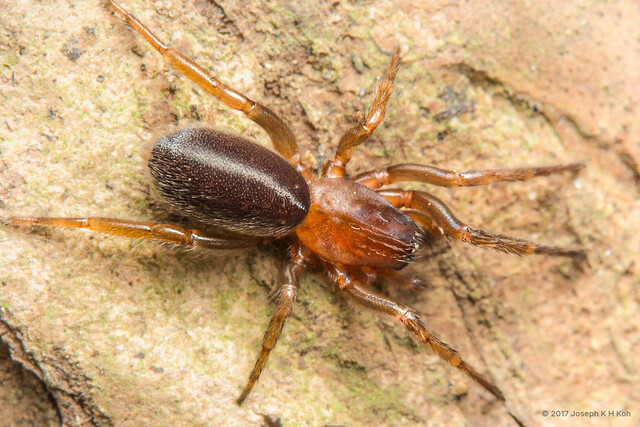 Ariadna sp. "Singapore Tube Web"•&copy; Joseph K H Koh•All Rights Reserved♀, Adult, Habitus, Dorsal