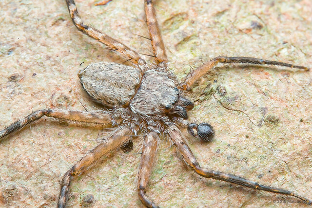 Siamspinops sp. "Singapore Flattie"•&copy; Marcus Ng•All Rights Reserved♂, Adult, Habitus, Dorsal