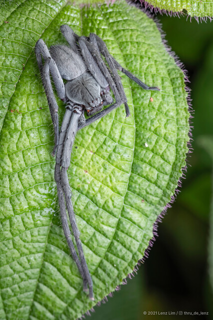 Gnathopalystes sp. "Chequered Flag"•&copy; Lenz Lim•All Rights Reserved♂, Adult, Habitus, Dorsal