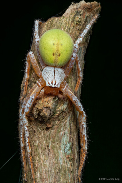 Gnathopalystes sp. "Moldy Green"•&copy; Janice Ang•All Rights Reserved♀, Adult, Habitus, Dorsal