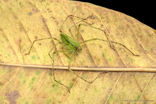 Gnathopalystes sp. "Slender Green"•&copy; Chris Ang•All Rights Reserved♂, Adult, Habitus, Dorsal