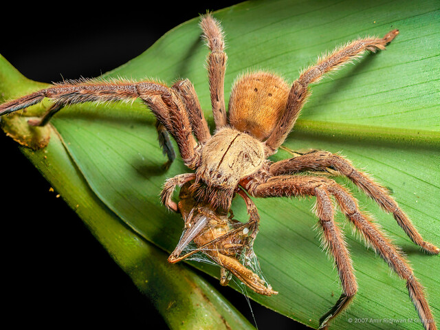Gnathopalystes kochi•&copy; Amir Ridhwan M Ghazali•All Rights Reserved♀, Adult, Habitus, Dorsal, Prosoma