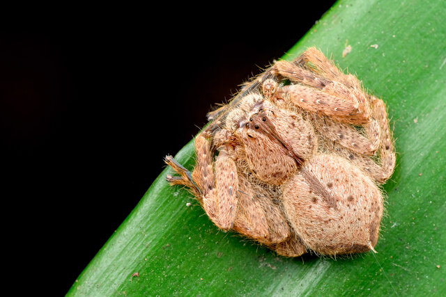 Heteropoda sp. "Broad-banded Pale"•&copy; Nicky Bay•All Rights Reserved♀, Adult, Habitus, Dorsal