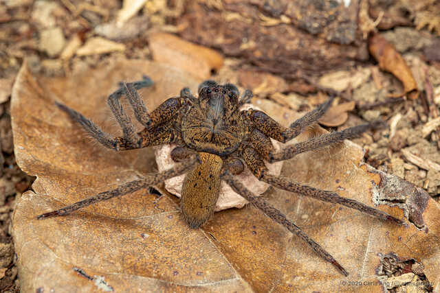 Heteropoda sp. "Clouded Monitor"•&copy; Chris Ang•All Rights Reserved♀, Adult, Habitus, Dorsal, Egg(s)/Egg Sac(s)