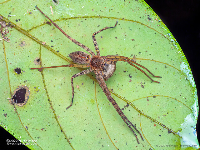Heteropoda sp. "Diffuse-lined Unicorn"•&copy; Nicky Bay•All Rights Reserved♀, Adult, Habitus, Dorsal
