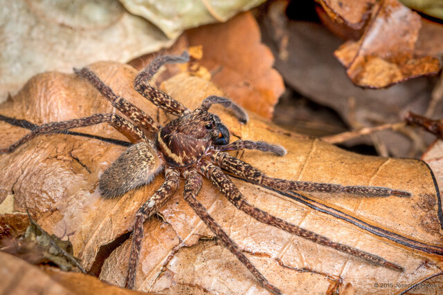 Heteropoda sp. "False Black Jaw"•&copy; Joseph K H Koh•All Rights Reserved♀, Adult, Habitus, Dorsal