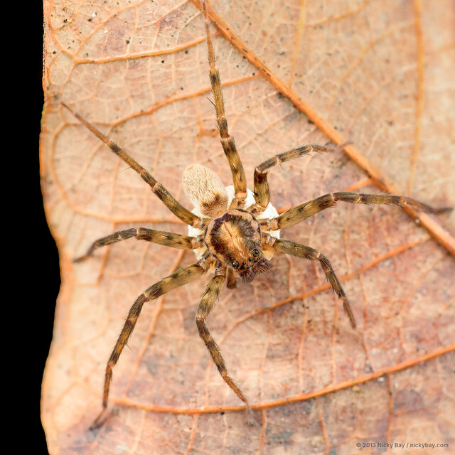 Heteropoda sp. "Pale Horse-shoe"•&copy; Nicky Bay•All Rights Reserved♀, Adult, Habitus, Dorsal, Egg(s)/Egg Sac(s)