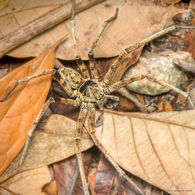 Heteropoda sp. "Pale"•&copy; Joseph K H Koh•All Rights Reserved♂, Adult, Habitus, Dorsal