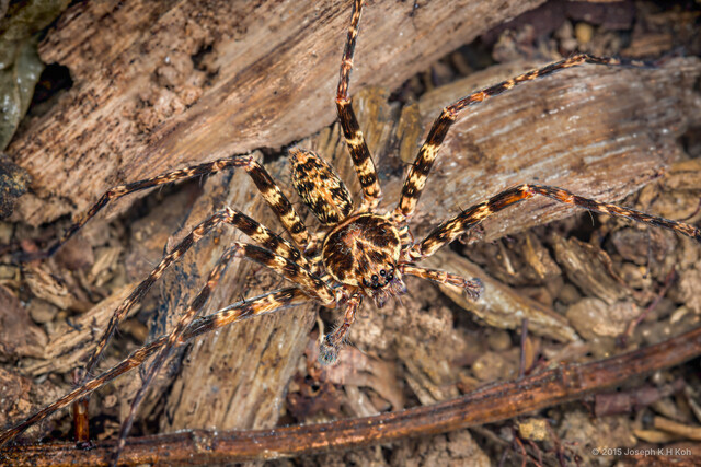 Heteropoda sp. "Small Banded Legs"•&copy; Joseph K H Koh•All Rights Reserved♂, Adult, Habitus, Dorsal