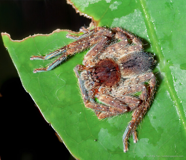 Heteropoda sp. "Spiny"•&copy; Ria Tan•All Rights Reserved♀, Adult, Habitus, Dorsal