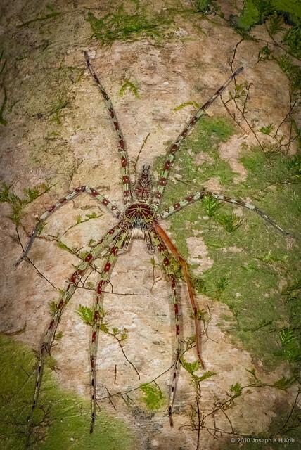 Heteropoda boiei•&copy; Joseph K H Koh•All Rights Reserved♂, Adult, Habitus, Dorsal